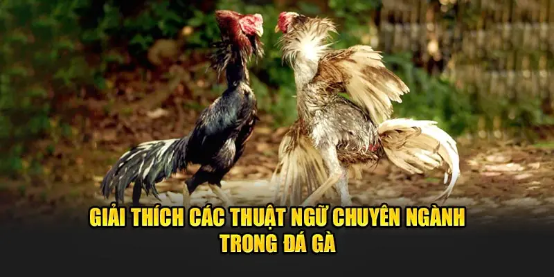 Đá Gà Cựa Dao Tại 8kbet - Sảnh Nhà Cái Số 1 Việt Nam 4 Giải thích các thuật ngữ chuyên ngành trong đá gà.