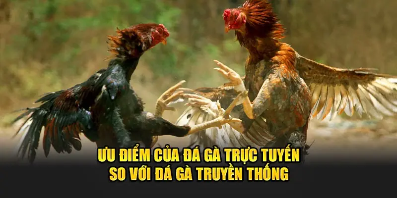 Đá Gà Cựa Dao Tại 8kbet - Sảnh Nhà Cái Số 1 Việt Nam 2 Ưu điểm của đá gà trực tuyến so với hình thức truyền thống.